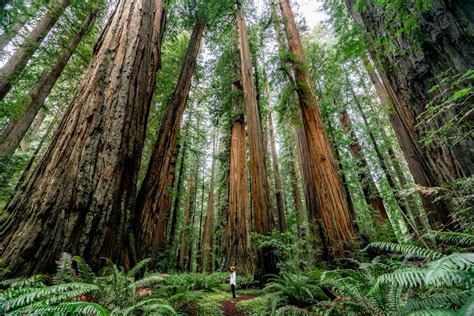 stunning     redwood national park