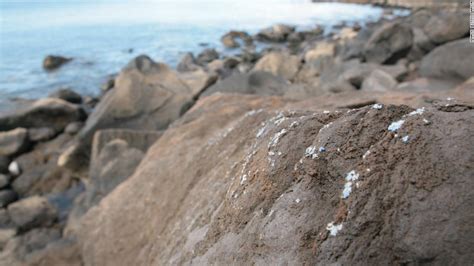 Strange Plasticrust Pollution Found On Rocks On Portuguese Island