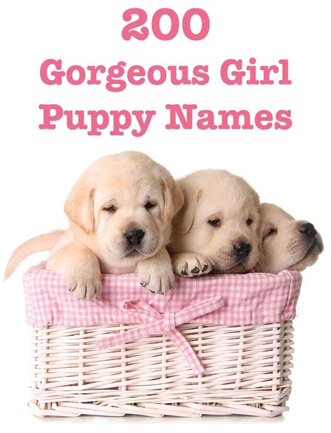 girl puppy names  amazing ideas  naming  female pup  labrador site