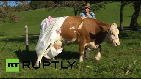 fertilize that german farmer diapers cows to protest new eu rules youtube