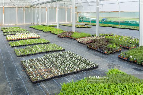 stock photo plants growing  nursery greenhouse paul maguire