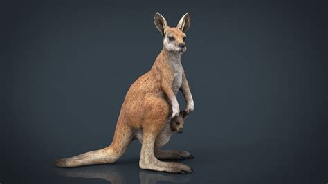 kangaroo  model  turbosquid
