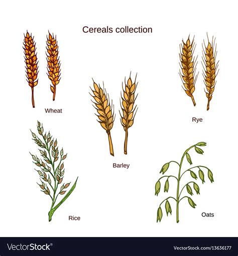 set cereals barley rye oats rice  wheat vector image