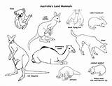 Desert Animal Habitats Coloringhome Grassland Getdrawings Worksheets Australianos Animales Tpt Printablee sketch template