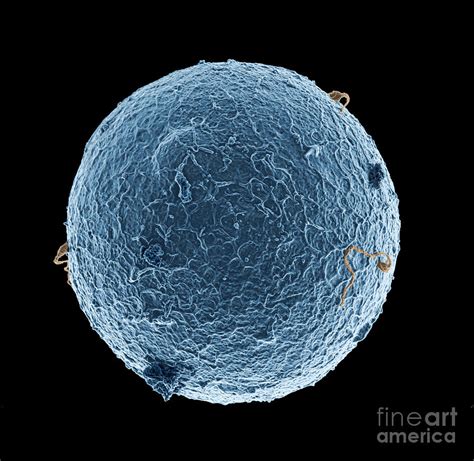 Human Egg Cell And Sperm Cells Esem Photograph By Spl