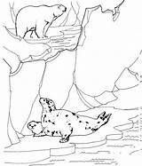 Polar Arctic Coloriage Tundra Polare Orso Polaire Seals Ecosistema Ours Animali Focas Foche Ringed Coloringhome Oso Cazando Caccia Imprimer Phoques sketch template