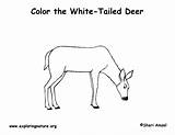 Deer Coloring Tailed Whitetail Pdf Exploringnature sketch template