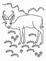 Coloring Pages Grassland Animals Realistic Antelope Grasslands Printable Animal Popular Getcolorings Ecosystem Coloringhome Awesome sketch template