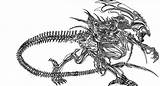 Xenomorph Praetor 1856 Bioweapon Dodger sketch template