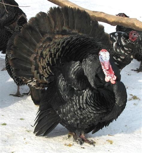 heritage black turkey hstryo