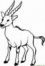 Gazela Colorat Gazelle Goat Planse Kolorowanka Kolorowanki Kambing Mewarnai Stambecchi Koza Cabra Cerb Koziołek Capra Kozy Erbivori Malowanki Tahr Druku sketch template
