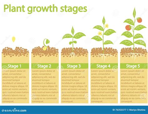 plants growing infographic plants growing process plants growth