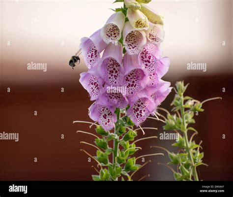 bee hovering   foxglove  collect pollen stock photo alamy