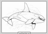 Orca Whale Marked Fields sketch template