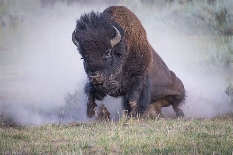 angry yellowstone bison  lamar valley american bison animals wild