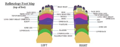 Heel Pain Diagnosis Chart Best Picture Of Chart Anyimage