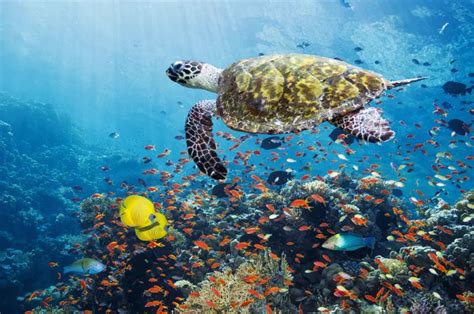 marine protected areas work nexus newsfeed