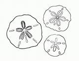 Sand Dollar Coloring Drawing Printable Pages Coloringcafe Dollars Getdrawings sketch template