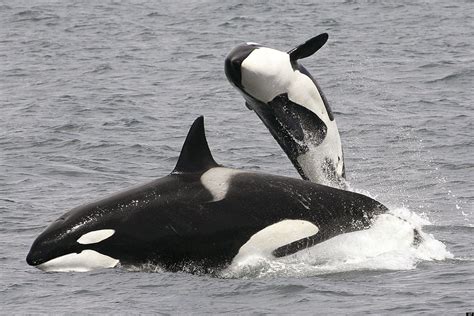 orca whales  jumping    water