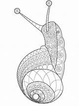 Snail Zentangle sketch template