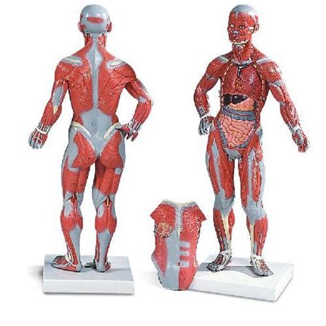 1 4 Life Size Muscle Figure 2 Part Health And Care