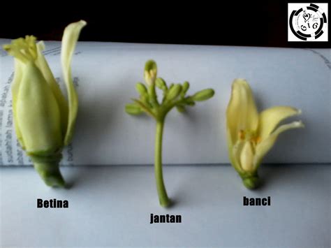 Gambar Struktur Bunga Pepaya – Pulp