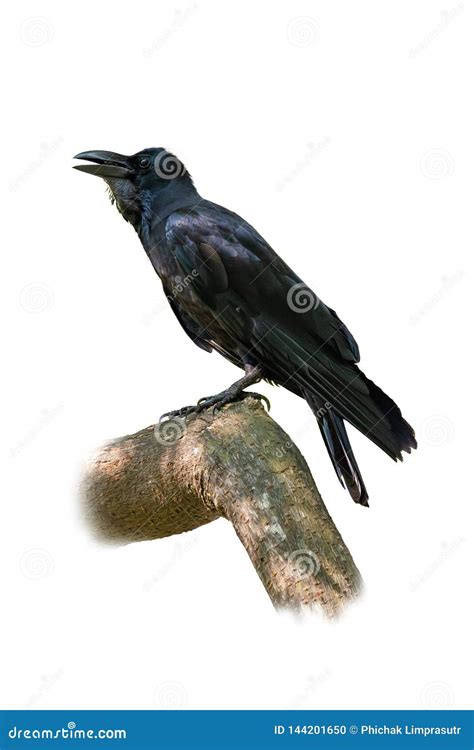 large billed crow perching   perch isolated  white background