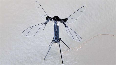 revolutionary insect based drone    inches large    fatal flaw  national
