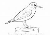 Sandpiper Draw Drawing Birds Step Common Animals sketch template