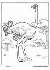 Coloring Ostrich sketch template