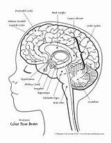 Cerebro Labeling Activities Pdf Gehirn Physiology Humano Limbic Amygdala Nervioso Cerebrale Tumeur Emociones Head Jessop Psyd Anatomia Abrir sketch template