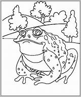 Frog Plans Pages Mitraland sketch template