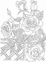 Coloring Rose Roses Printable Supercoloring Zapisano Climbing Kolorowanki Cartoons Select America Crafts Category sketch template
