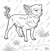 Coloriage Ausmalbilder Colorare Ausmalbild Hund Ausdrucken Ausmalen Chiwawa Hunde Disegno Yorkie Malvorlagen Cani Dackel Supercoloring Chiens sketch template