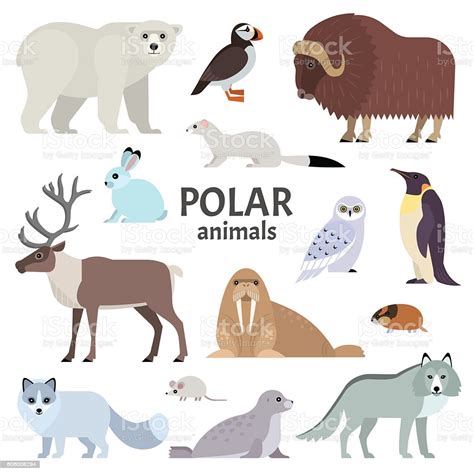 polar animals scholes elmet primary school leeds
