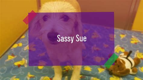 Sassy Sue Youtube