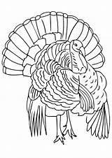 Thanksgiving Truthahn Turkeys Ausmalbilder Realistic Animais Letzte Pintar sketch template