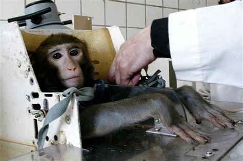 introduction   animal testing works howstuffworks