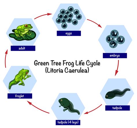 green tree frog life cycle  vector art  vecteezy