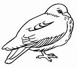 Coloring Pigeon Pages Printable Bird Kids Bestcoloringpagesforkids sketch template