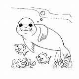 Phoque Marin Seal Mer Coloriages Corail Etoile Animals Colorier Ko Albumdecoloriages sketch template