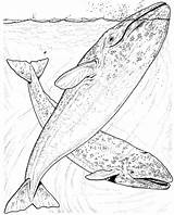 Whale Coloring Pages Whales Grey Humpback Killer Blue Drawing Kids Jumping Realistic Water Breaching Animals Gray Cetaceans sketch template