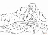 Monkey Howler Coloring Pages Drawing Tree Template Sitting Getdrawings sketch template