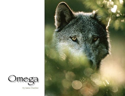 The Omega Wolf Of The Sawtooth Pack By Living With Wolves