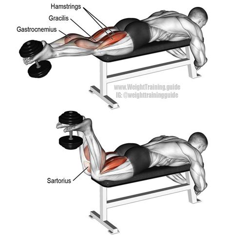 dumbbell leg curl exercise instructions and video lose the muffin leg curl hamstring