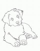 Aussie Pup Shepard Pastore Australiano Shepherds Coloringhome sketch template