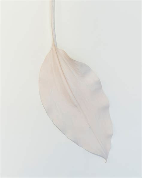 photo white leaf