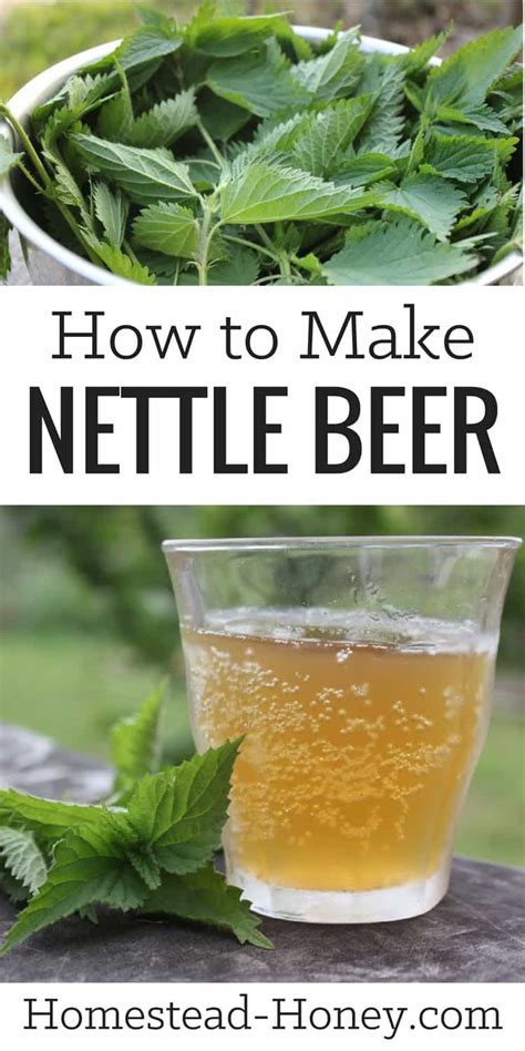 how to make nettle beer recipe homestead honey