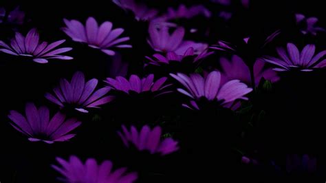 Download Wallpaper 1920x1080 Flowers Purple Dark Full Hd