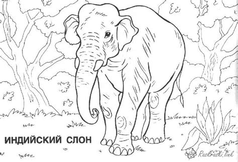india  coloring pages  print